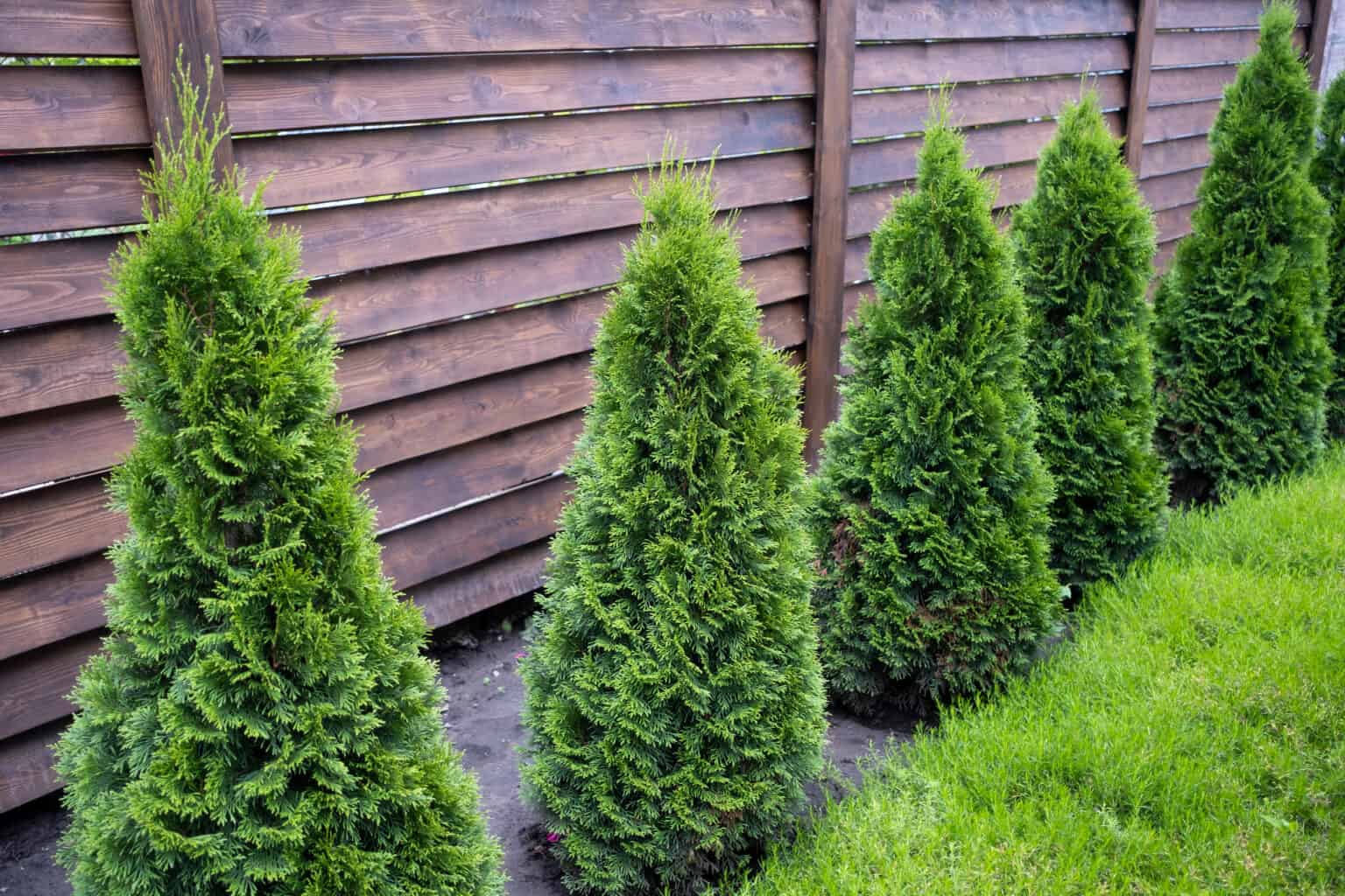 Pyramidal Arborvitae vs. Emerald Green: What's the Difference? - A-Z ...