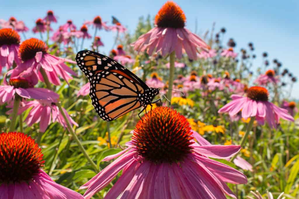 Coneflower (Echinacea) attracting a butterfly