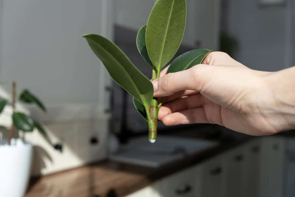 Fiddle Leaf Fig Bush vs. Tree - A-Z Animals