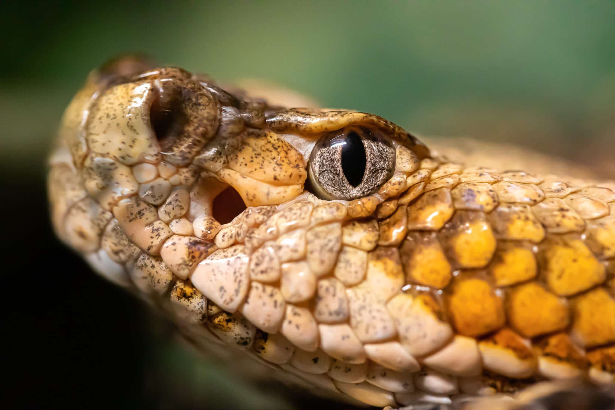 Wildlife in Indiana Types of Indianian Animals AZ Animals