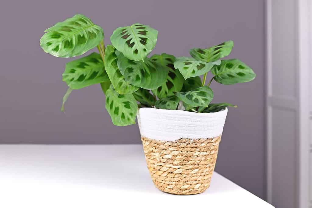 Exotic 'Maranta Leuconeura Kerchoveana' houseplant in basket pot on table in front of gray wall