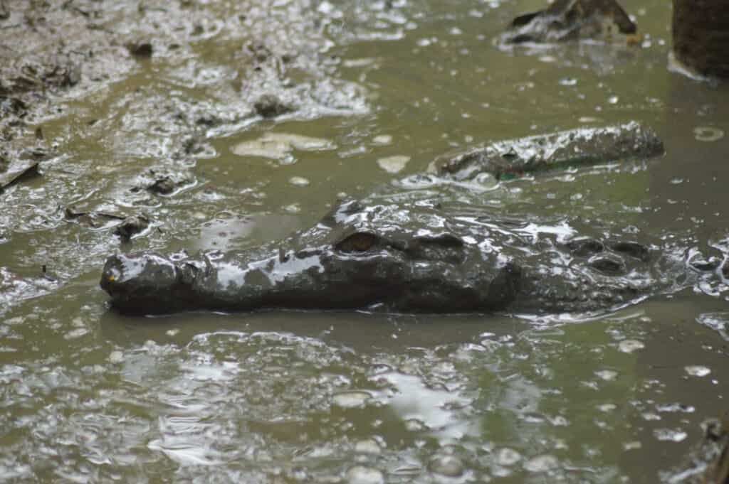 Crocodile emerges out of water completely camouflaged