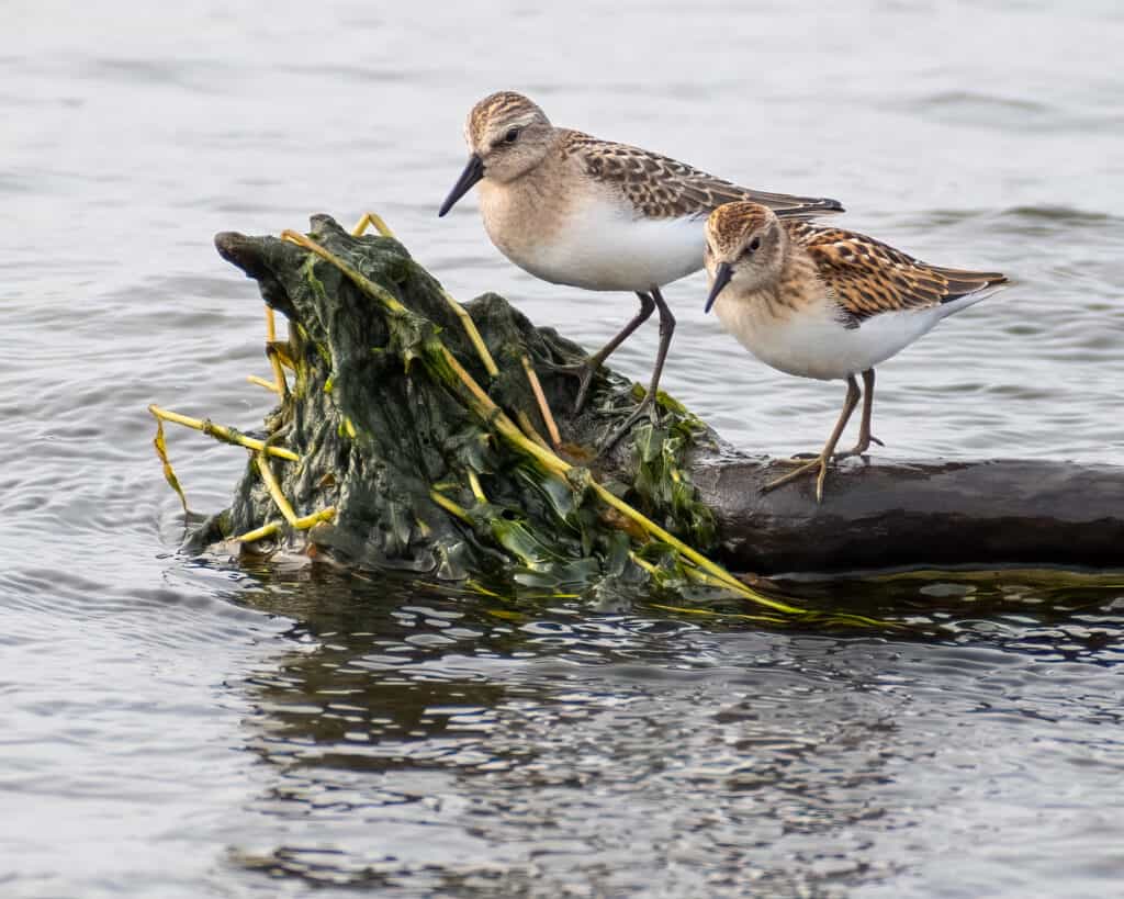 sandpipers on Lake Superior