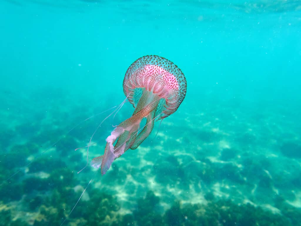 Mauve stinger jellyfish