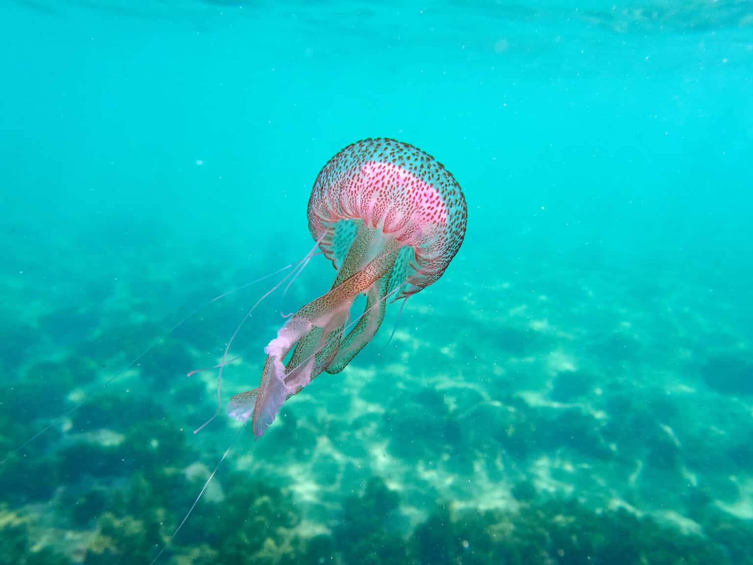 Do Dogs Like To Eat Jellyfish Flowers photo
