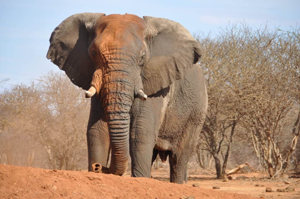 An tusked elephant walking through reddish-brown dirt, with its trunk dragging the ground. The elephant is grey with reddish-brown scents, possibly thanks to the dirt, Its skin is wrinkled. Leafless vegetation makes up the background. 