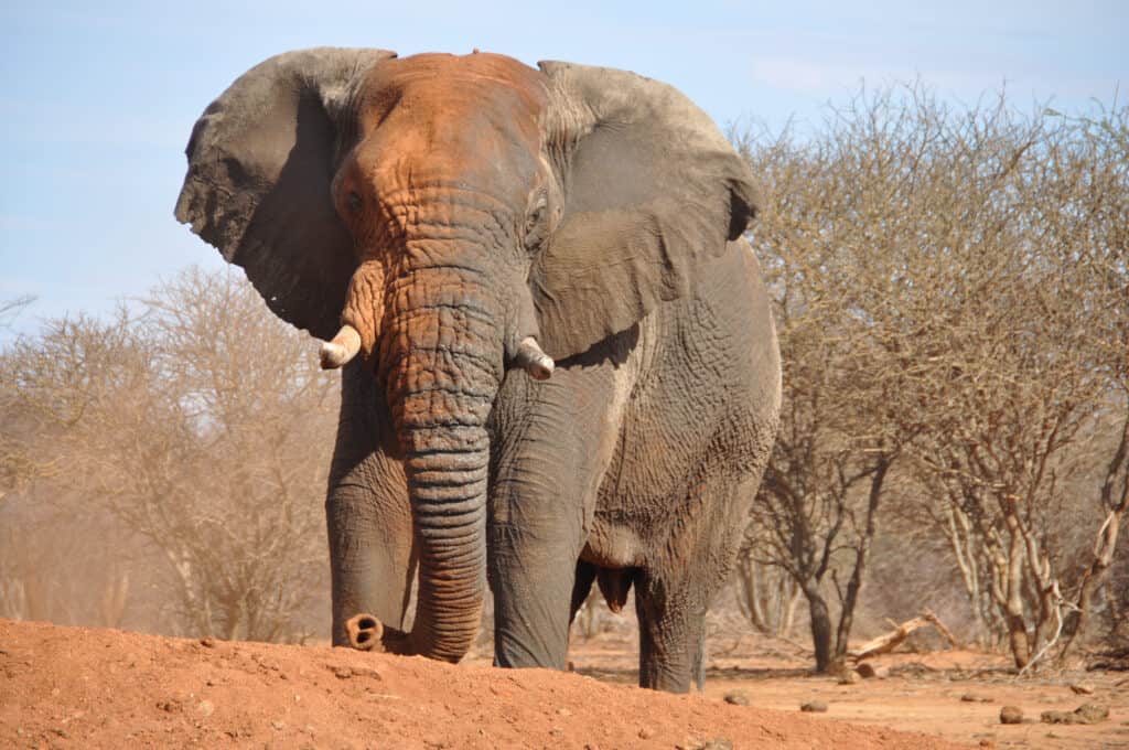 Angry Wild Elephants Charge and Trample Over Motorcycles on a Forest