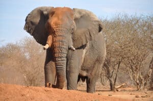 Are Elephants Aggressive? Picture