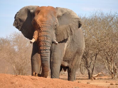 A Elephant Quiz: Test Yourself!