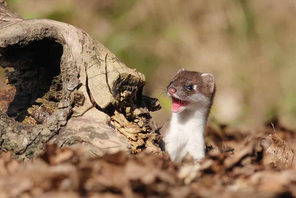 Stoat by a log