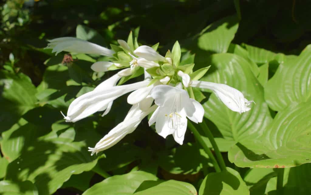 White flowers of the  plantain lily or August lily.