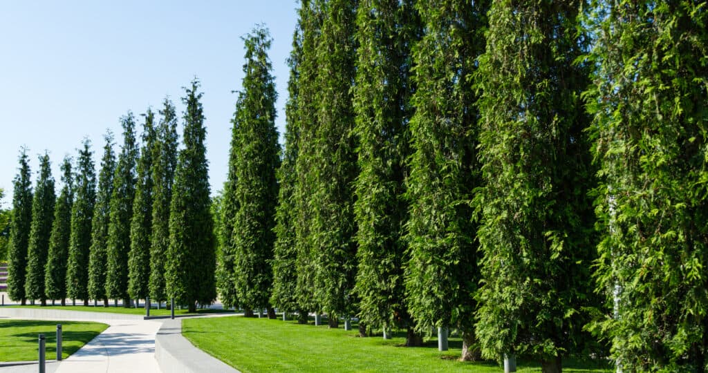 Rows of trimmed Thuja plicata (Western red cedar) shaped in the form of cypress in city park Krasnodar or landscape Galitsky park in sunny spring 2021. Nature concept background with copy space