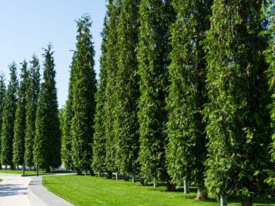 A 10 Towering Trees Native to Washington State