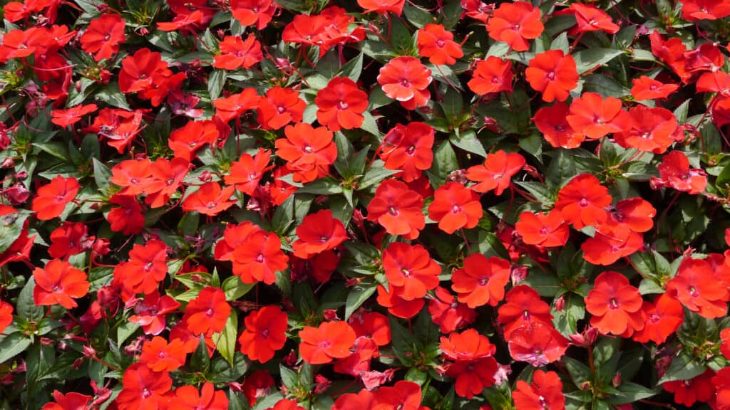 red sunpatiens