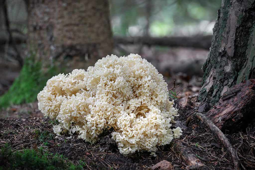 Cauliflower mushrooms growing at the base of trees