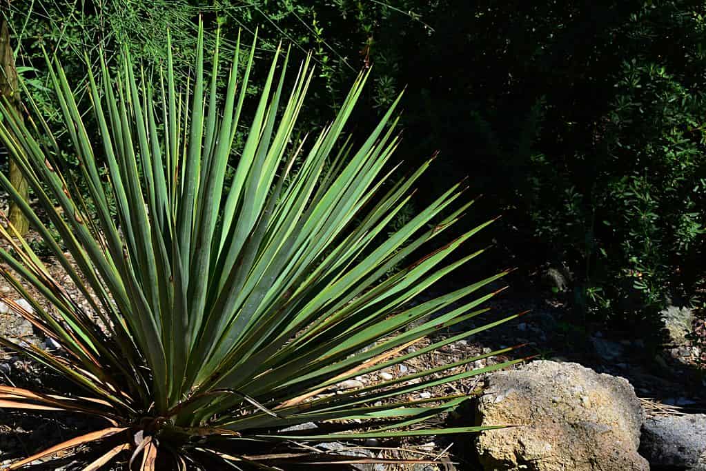 A Yucca plant rename left to center frame. The plant forms a circular shape of its long, sword-like leaves., A rather large and khaki colored rock is visible in the lower frame, right. The background is indistinct greenery.
