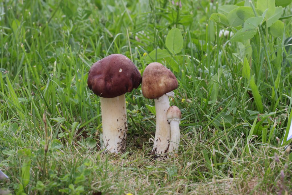 Stropharia rugosoannulata or wine cap mushroom growing in the grass in a city park