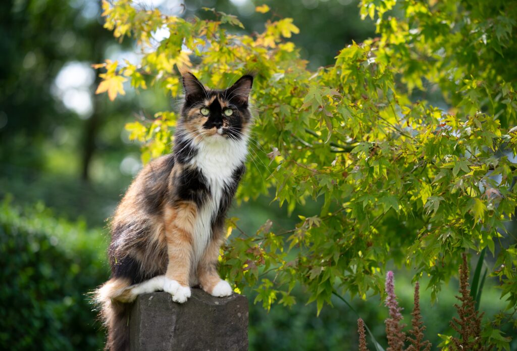 calico maine coon