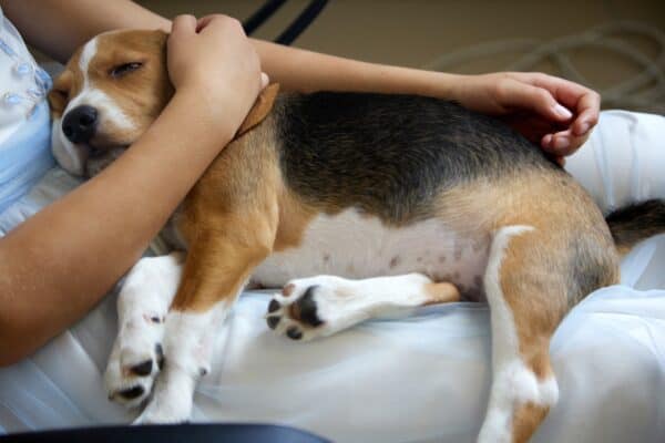 Beagle dog showing signs of an injured knee.