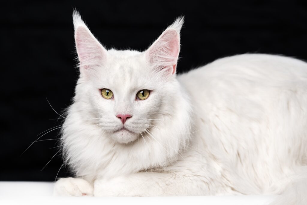 White Maine Coon