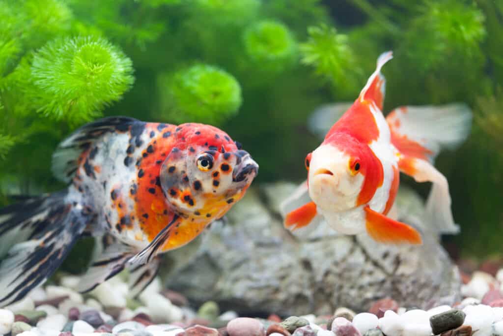 Multicolor goldfish