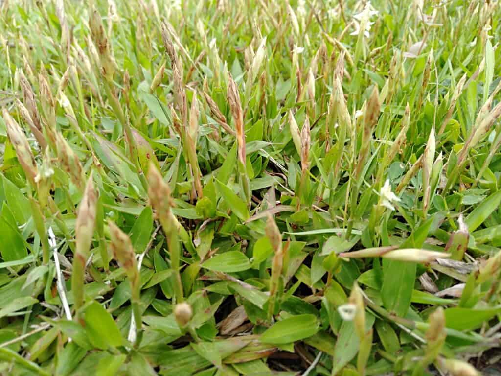 Zoysia matrella grass in bloom