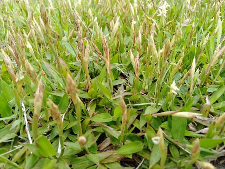 Centipede Grass vs Zoysia Grass What are the Differences?