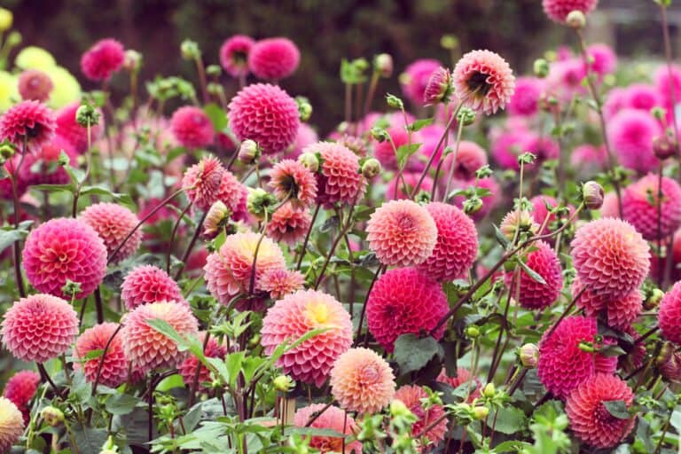 Pink dahlias 'Polventon Kristobel' in flower