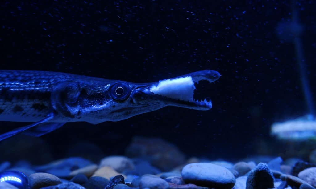 ALLIGATOR GAR