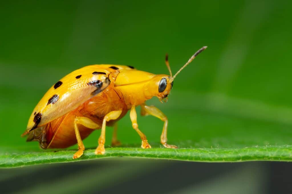 golden tortoise Beetle