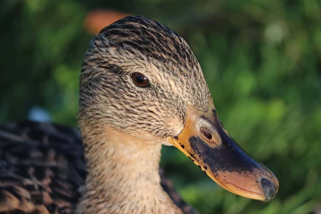 Brown female duck close up of bill