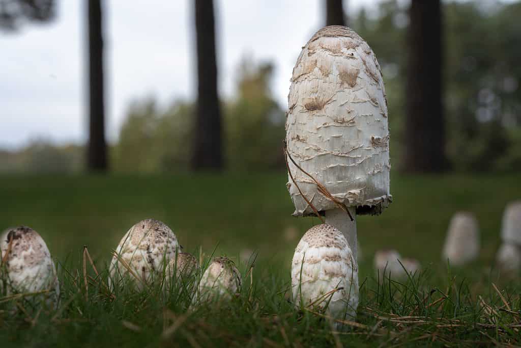 Shaggy Mane Mushrooms (Coprinus comatus) growing in a field near trees