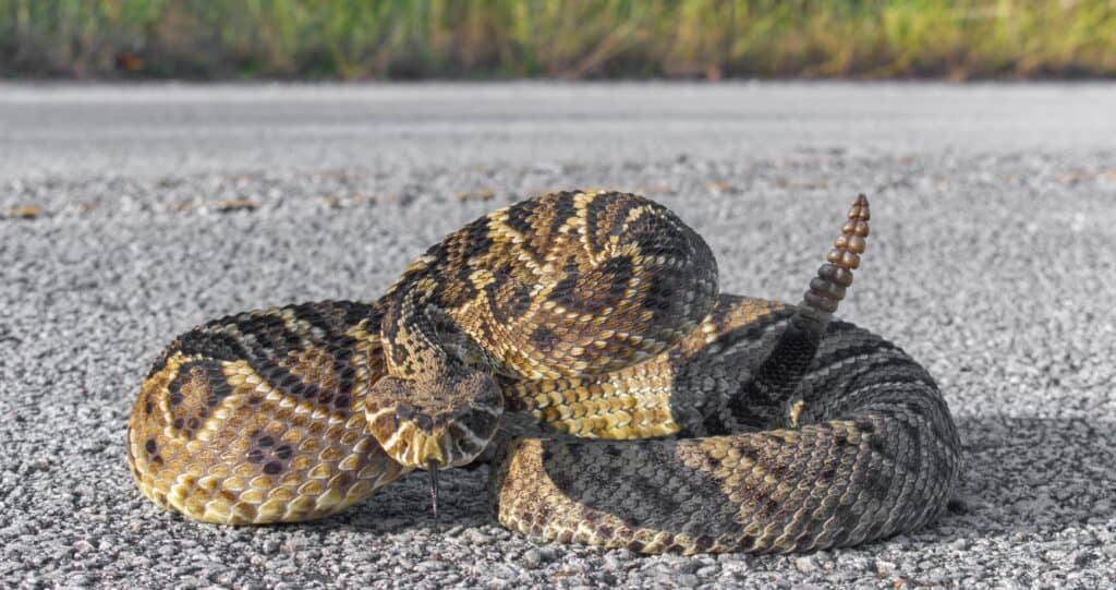 eastern diamond back rattlesnake on road