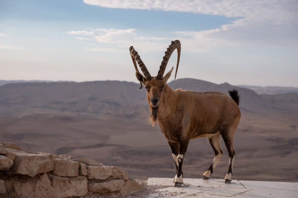 Adult ibex on rock in Spain