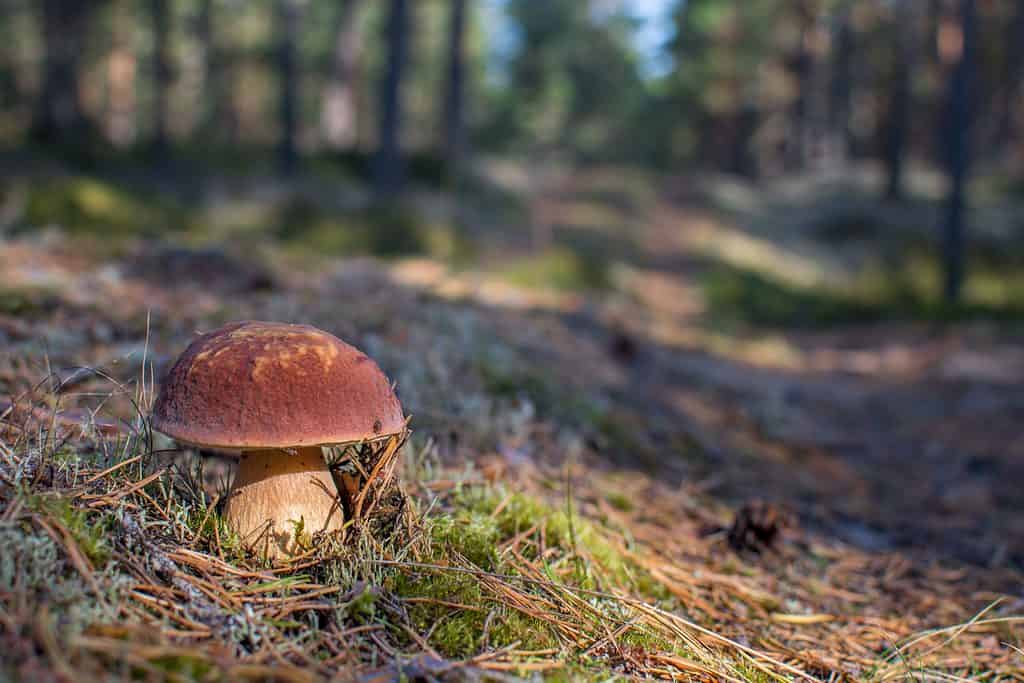 Bolete mushroom growing in the wild