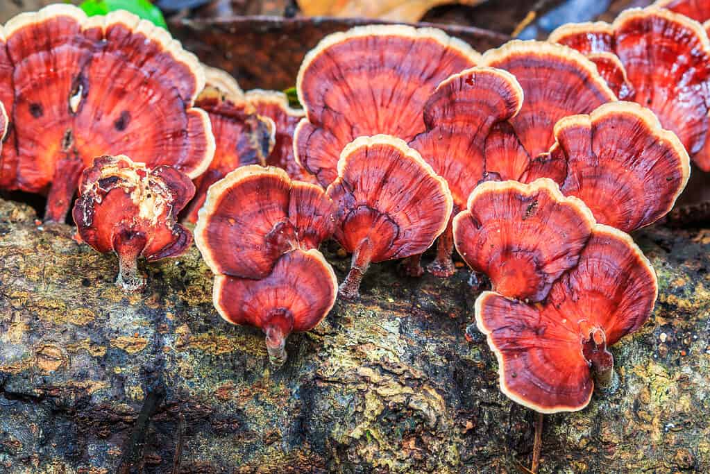 mushrooms growing on hardwood trees