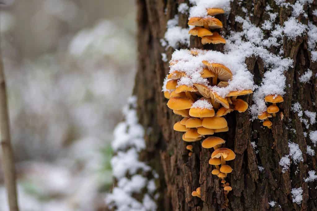 Flammulina velutipes mushroom on wooden log on dark bark in the forest during winter season covered with snow