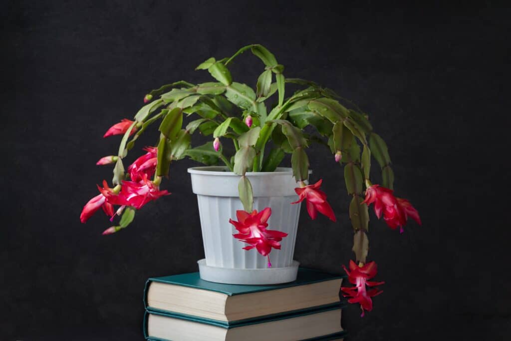 Blooming Decembrist flower (Schlumberger's zygocactus) on a dark background with water drops on red petals. Home indoor plant in a white pot on a stack of books