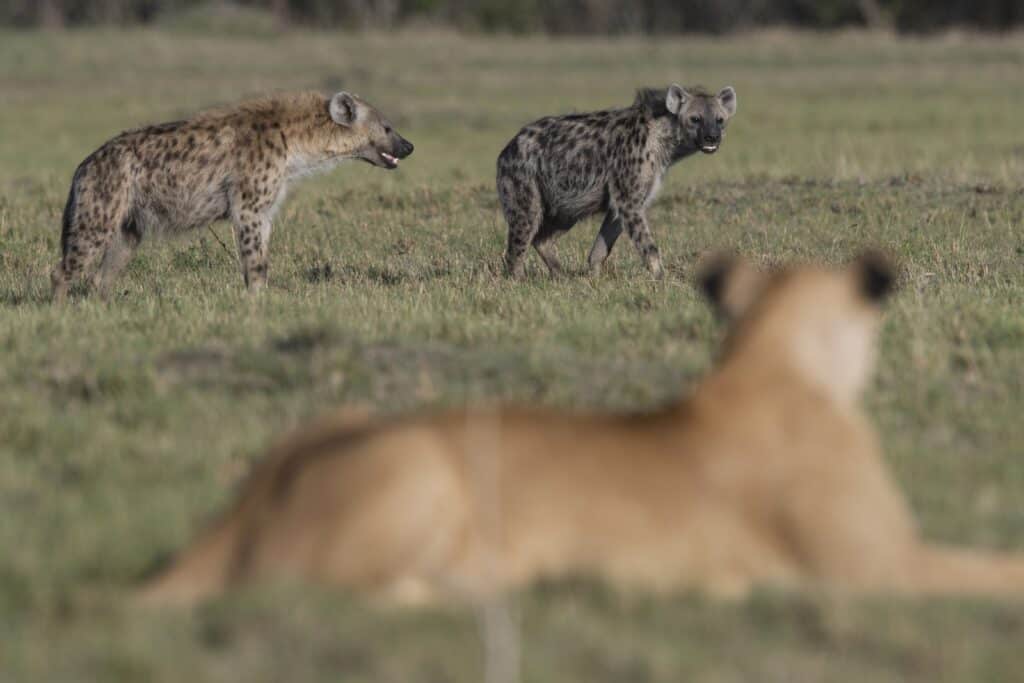 Hyenas and Lion