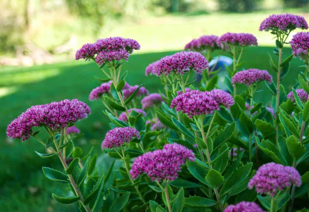 Sedum plant with pink flowers