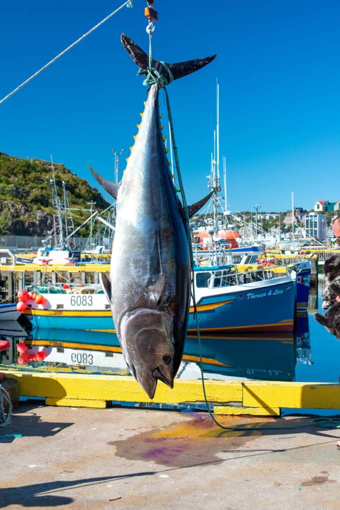 Huge bluefish tuna hangs at the dock