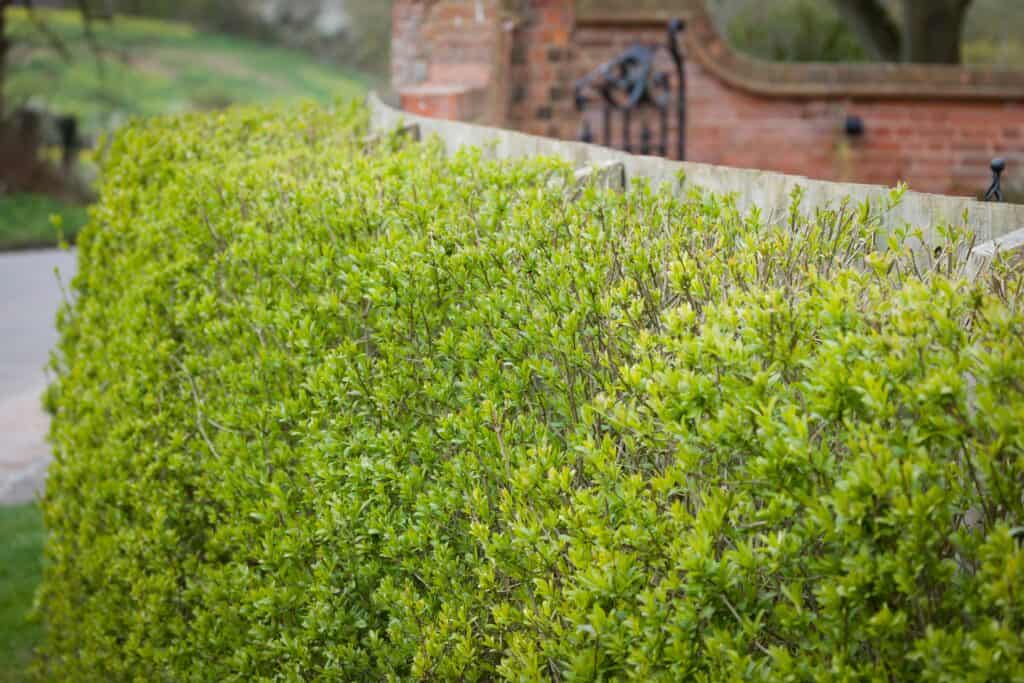 A wild privet (ligustrum vulgare) hedge growing outside of a home in the United Kingdom