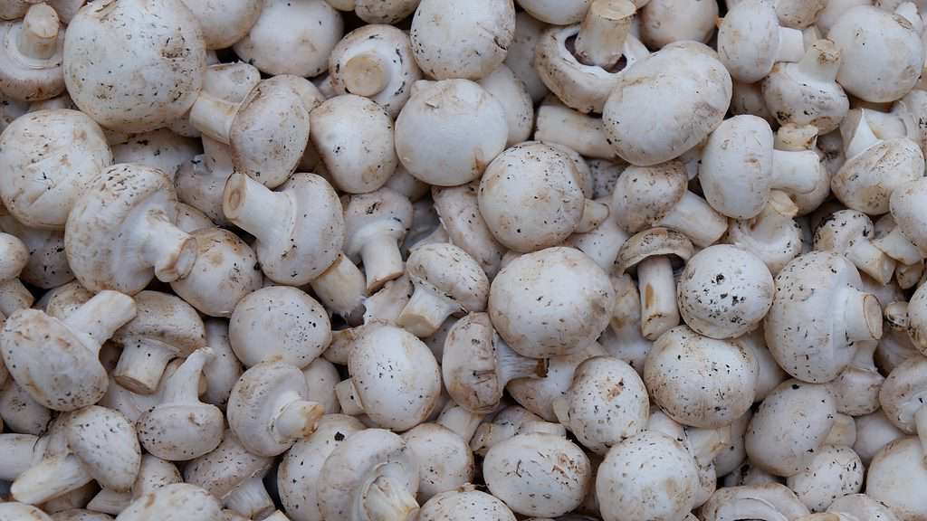 hundreds of cremini mushrooms piled together