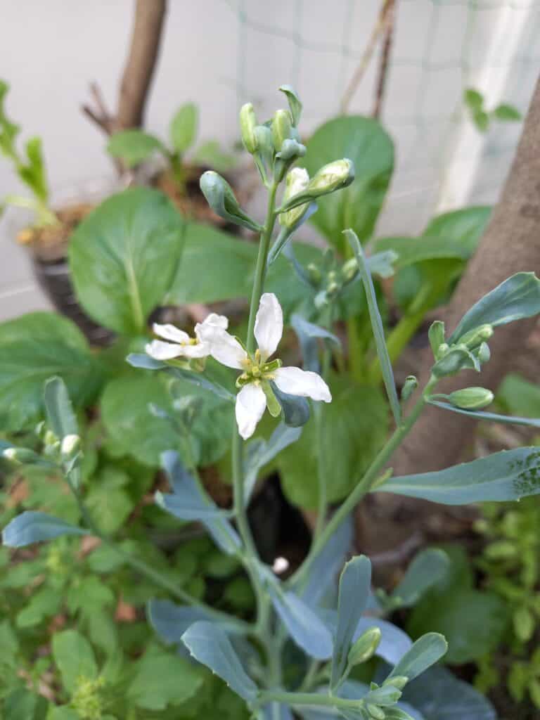 White flowers of collard greens