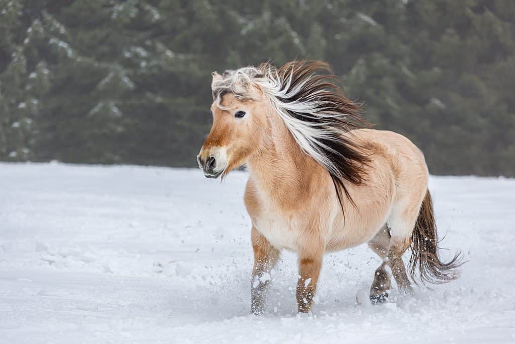 Norwegian fjord horse 