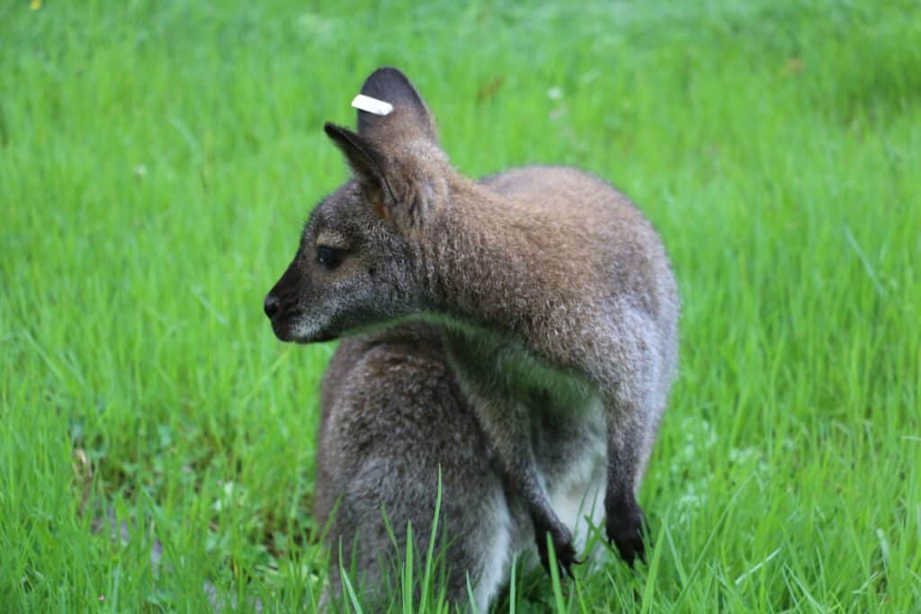 A Nabarlek, or pygmy rock-wallaby, at a zoo in Turkey.