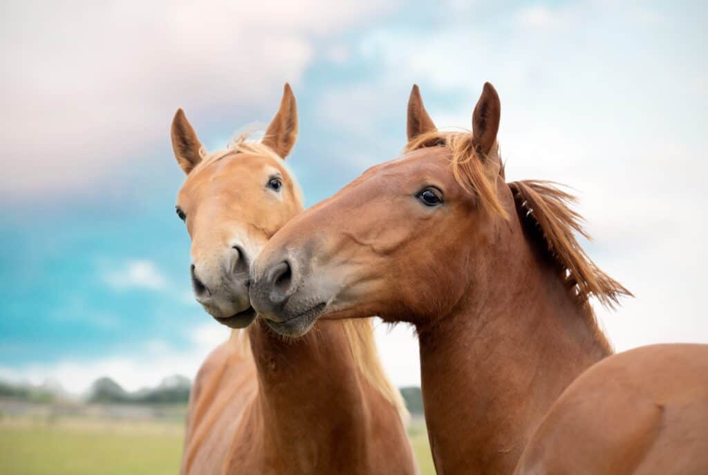 suffolk punch horse