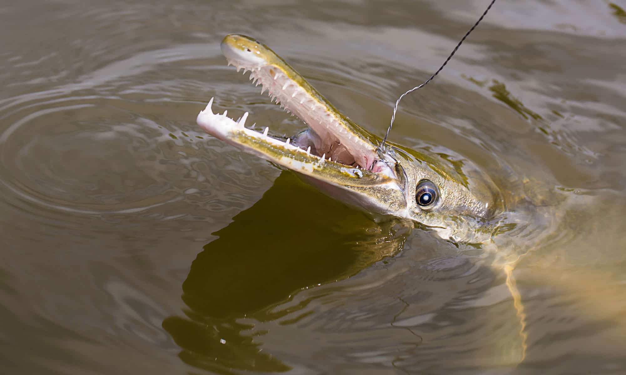 Alligator gar