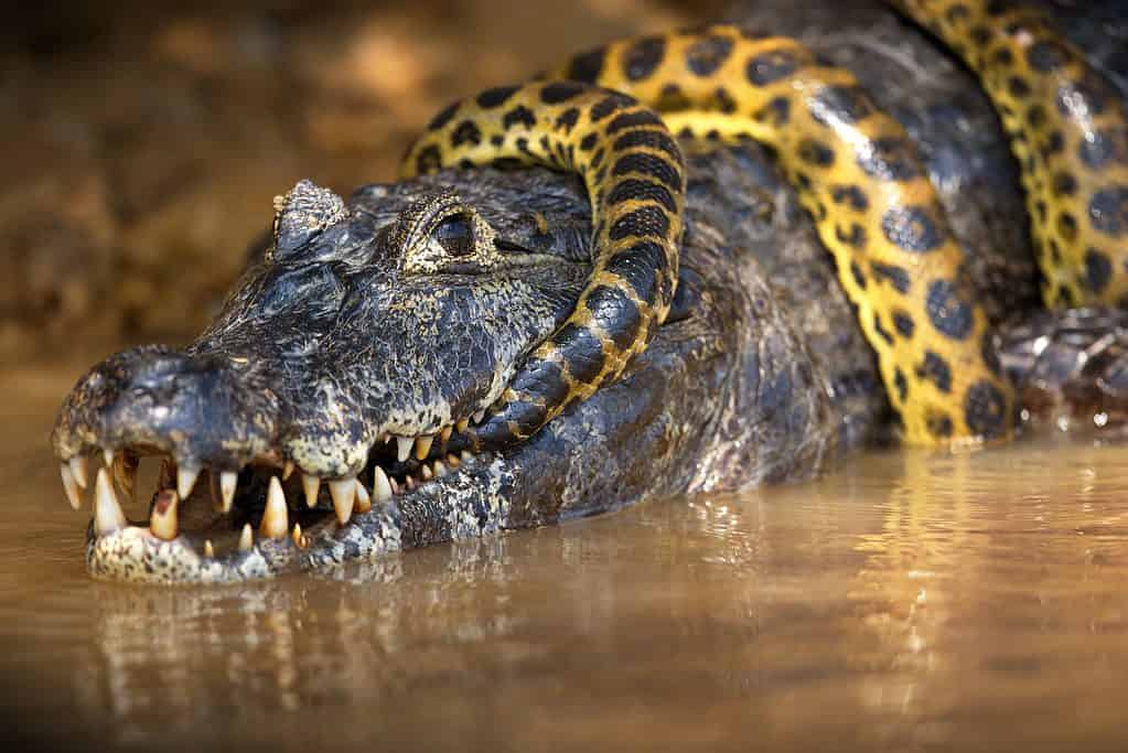 A closeup of ananaconda snake wrapped around an alligator in a pond in Pantanal, Brazil