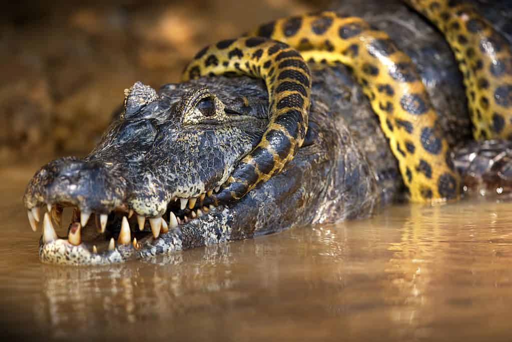 Tiger vs Anaconda: Which Powerful Animal Would Win a Fight? - A-Z Animals